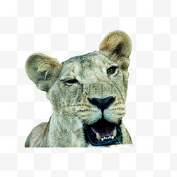 动物园非洲狮