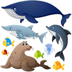 不同类型的海洋动物