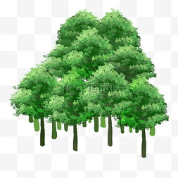 大树茂密森林图片_森林树木大树