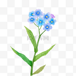蓝紫色植物图片_蓝紫色的水彩勿忘我花卉