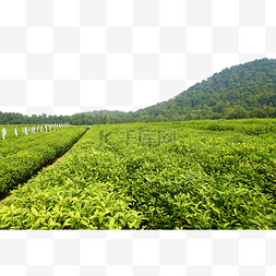 春天杭州图片_杭州西湖春季茶园梅家坞