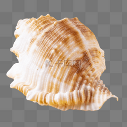 大海螺壳图片_海螺海鲜贝壳