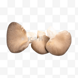 pleurotus ostreatus 拉蘑菇食用菌