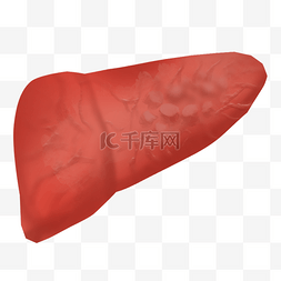 脏器缺氧图片_肝脏脏器肝硬化人体内脏器官医疗