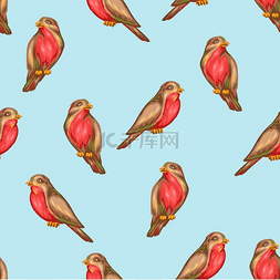 红嘴鸟图片_与红腹灰雀鸟的无缝模式。