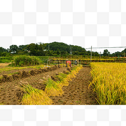 乡村村姑秋天稻子风景