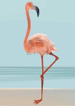 海滩病媒上的粉红火烈鸟
