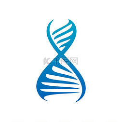 进化基因分离的染色体螺旋标志矢