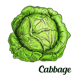 沙拉包装图片_新鲜的绿色卷心菜蔬菜隔离草图用