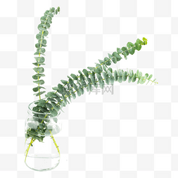 对称花类图片_装饰绿植花瓶尤加利