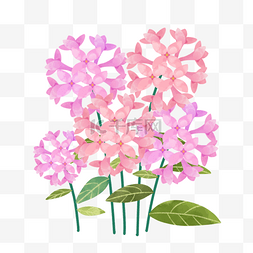 粉紫色花背景图片_诞生花日本十一月生日花布瓦尔迪