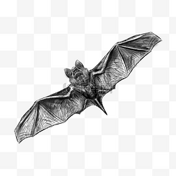 蝙蝠素描图片_蝙蝠素描飞行自由