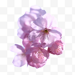 樱桃摄影图片_摄影春季樱花粉色