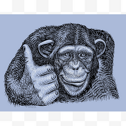 手绘黑猩猩图片_黑猩猩绘制矢量