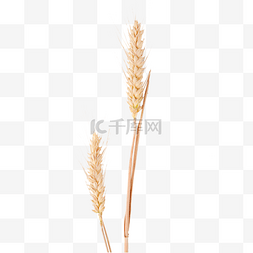 农作物成熟图片_金色麦子麦穗