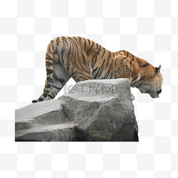 动物丛林剪贴画图片_哺乳纲狂野西伯利亚虎