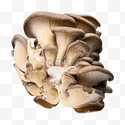 耳科图片_pleurotus ostreatus 拉蘑菇食用菌