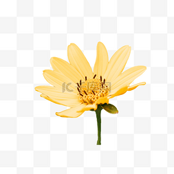 辛香料植物图片_洋姜植物黄色花朵