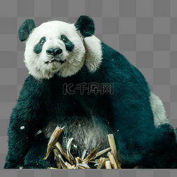 动物世界大熊猫动物园国宝吃竹笋
