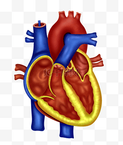 医疗人体组织器官图片_医疗人体组织器官心脏