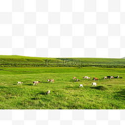 田园风光室韦草原牛群