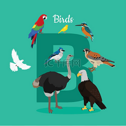 凤头鸟图片_与孤立的字母 B 的鸟。 