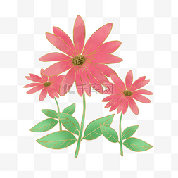 光效金线图片_光效金线植物粉色雏菊