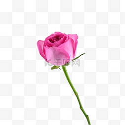 静物花卉摄影图片_粉色玫瑰颜色摄影图新鲜