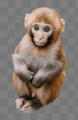 坐立的猴子图片_野生猴子