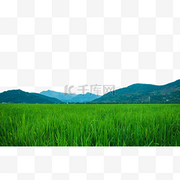 农村田野稻田绿色植物
