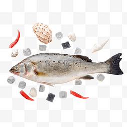 鲈鱼海鲜图片_鲈鱼食材海鲜