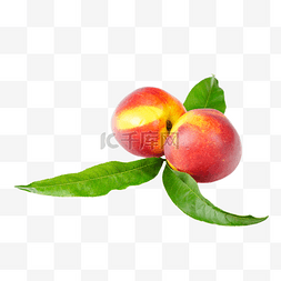 两颗油桃图片_红色油桃桃子