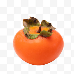 秋季成熟果实黄柿子