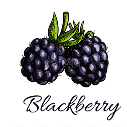 成熟黑莓图片_新鲜的黑莓水果素描。