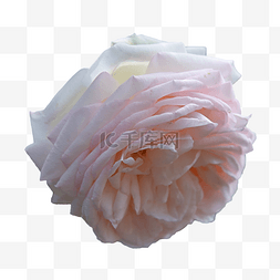玫瑰特写植物粉色花朵