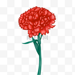红色康乃馨花朵图片_红色康乃馨花束花朵