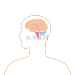 医疗保健和医学图片_大脑内部器官插图人体解剖学医疗