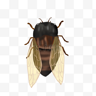 金色翅膀昆虫蝉