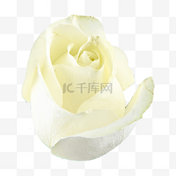 纯洁白玫瑰花瓣