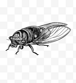夏季夏天昆虫蝉半翅目知了线描