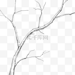 素描树枝