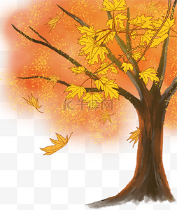 秋天枫树树叶素材图片_秋天树木枫叶树