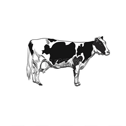 矢量奶牛卡通图片_奶牛矢量图解。 农产品包装、标