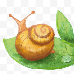 树叶上的蜗牛图片_树叶上的蜗牛