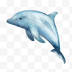 蓝鲸水彩图片_飞翔的蓝色水彩海豚