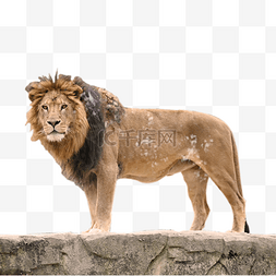 非洲狮子图片_森林狮子动物