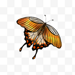 枯叶蝶图片_飞舞的枯叶蝶橙色昆虫水彩