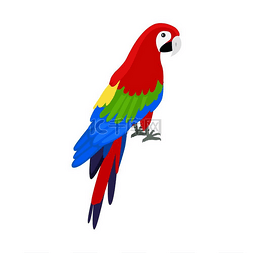 亚马逊鹦鹉图片_Ara 鹦鹉平面设计矢量图。 
