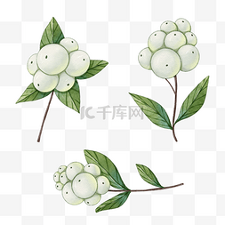 手绘莓莓图片_雪莓植物圣诞节水彩