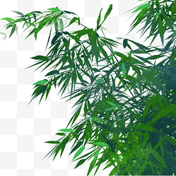 竹叶图片_绿色植物竹叶